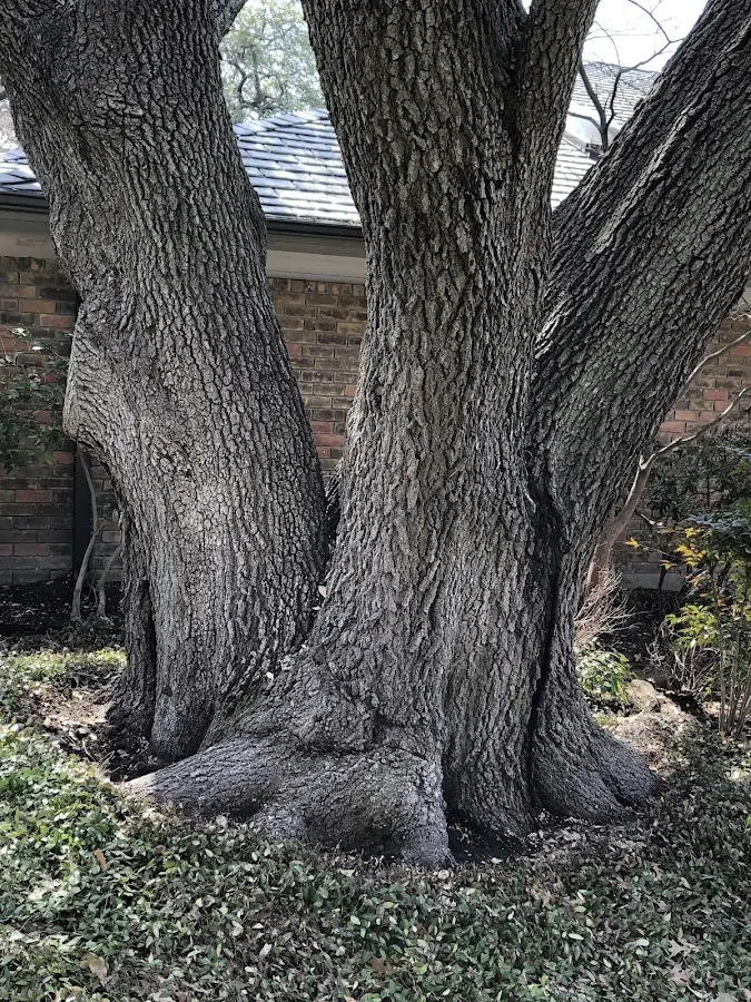Mature heritage tree close to a Skykomish property cared for by certified arborists
